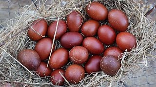 Galinha Marans  Famosa por seu incríveis ovos cor de chocolate [upl. by Sheeran]