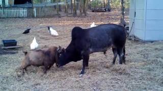 Bull amp Goat head butting [upl. by Mar]