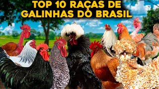 TOP 10 PRINCIPAIS RAÇAS DE GALINHAS DO BRASIL  INCRÍVEL [upl. by Boor]