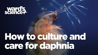 Caring and Culturing for Daphnia [upl. by Bernt]