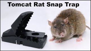 The Tomcat Rat Snap Trap amp A Bobcat Mousetrap Monday [upl. by Nysila]