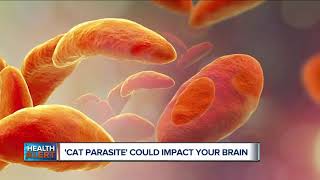 Cat Parasite could impact your brain [upl. by Otrebcire966]