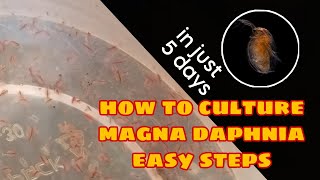 How to Culture Magna Daphnia Easily [upl. by Euqinmod114]