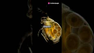 How to culture Daphnia for your Aquarium [upl. by Crifasi787]