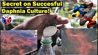 How to Culture Daphnia Successfully [upl. by Tibbs]