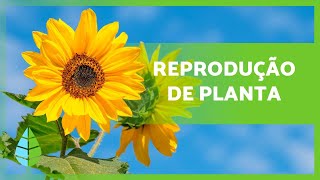 REPRODUÇÃO das PLANTAS 🌱 Sexuada Assexuada com e sem flores [upl. by Brooking]