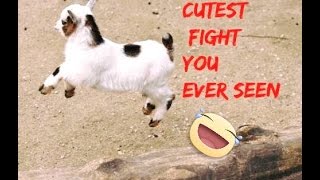 Miniature Goats Headbutt Each Other Funniest [upl. by Barde]