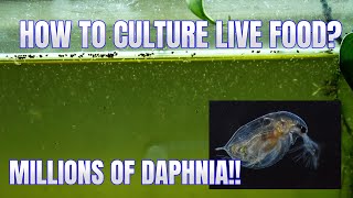 How to Culture Daphnia Secret Method to Breed MILLIONS  Simply Aquatic [upl. by Hyatt90]