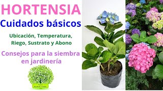 CUIDADOS BÁSICOS DE LAS HORTENSIAS Ubicación Temperatura Riego Sustrato y Abono [upl. by Atsed]