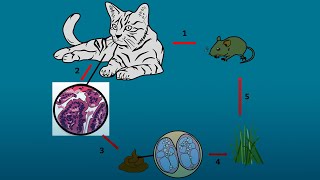 ¿Qué es la toxoplasmosis [upl. by Vi]