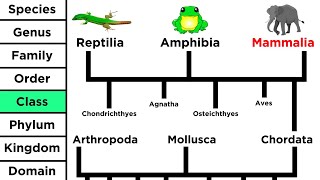 Phylogeny and the Tree of Life [upl. by Emmalynn]