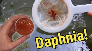 How I Culture Daphnia In Outdoor Tubs [upl. by Primrosa]