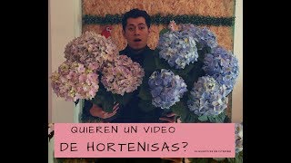 COMO HACER QUE FLOREZCAN LAS HORTENSIAS [upl. by Suirred]