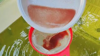 How to culture daphnia  Daphnia culture  How to grow daphnia outdoor [upl. by Der]