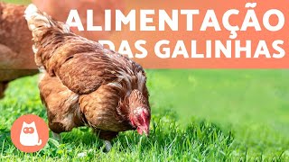 O que as galinhas comem  Alimentação delas [upl. by Ghiselin]