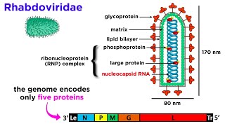 Rabies Genus Lyssavirus [upl. by Legra]