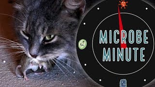 The Cat Parasite That Tricks Rat Brains  Microbe Minute [upl. by Alfeus]