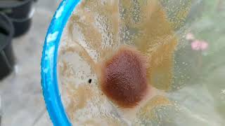 How to culture daphnia moina in a small container Part 1 English Subtitle [upl. by Manvel]