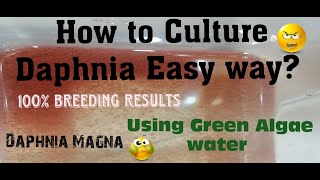 Daphnia MagnaHow to Culture Daphnia Easy wayCulturing Daphnia using Green water Daphnia [upl. by Zingg]