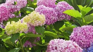 Comment planter un hortensia au jardin   Truffaut [upl. by Jelene]