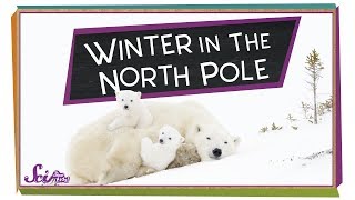 Winter at the North Pole  Winter Science  SciShow Kids [upl. by Yeclek]