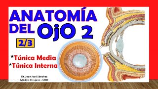 🥇 Anatomía del OJO 23  Túnica Media y Túnica Interna [upl. by Rives]