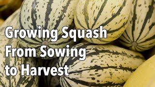 Growing Squash from Sowing to Harvest [upl. by Anitsyrhk]