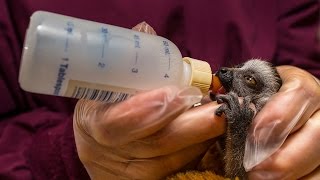 Baby Lemur Being Handraised [upl. by Elisabet875]