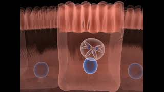 The life cycle of Toxoplasma gondii  Part 02 [upl. by Yrahca]