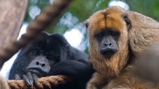 Hear a Howler Monkey Howl [upl. by Nae]