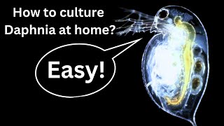 BEST Live Fish Food Beginner guide How to Culture Daphnia at home [upl. by Horsey]