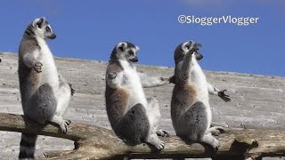 Hilarious Sunbathing Lemurs sunbreak sunshine [upl. by Westbrooke]