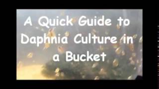 How to culture daphnia outside [upl. by Mauro]