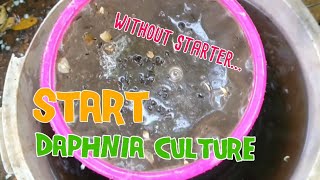 How to culture daphnia moina the easy way 1  Starting the Daphnia culture [upl. by Aneehsyt]