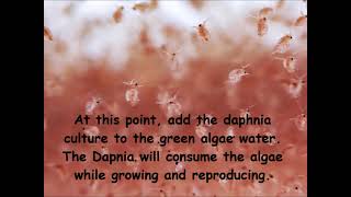 Daphnia  How to grow daphnia in your home [upl. by Carlene39]