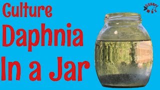 How to Culture Daphnia in a Jar [upl. by Ylerebmik138]