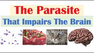 Toxoplasmosis The Parasite That Reduces Brain Functioning amp Where It Comes From [upl. by Snow29]