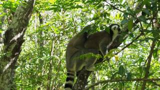 Ringtail lemurs mating Rare film [upl. by Norene]