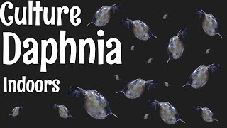 How to Culture Daphnia [upl. by Otreblasiul]