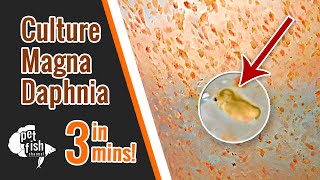 How to culture DAPHNIA MAGNA  The easy way [upl. by Etiragram]