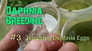 Daphnia Culture made simple and easy 3  Hatching Daphnia eggs [upl. by Stoneham749]