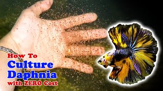 How to Culture Daphnia with ZERO Cost  Unlimited Live Food For Our Fish [upl. by Ragas474]