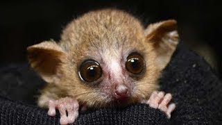 Why Study Mouse Lemurs [upl. by Siusan]