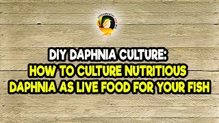 DIY Daphnia Culture How to Culture Nutritious Daphnia as Live Food for Your Fish [upl. by Goldia754]