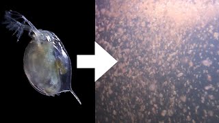 How I Culture Daphnia [upl. by Noj]