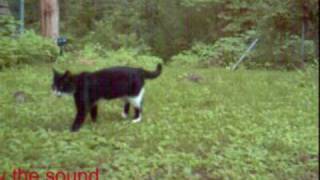 Test of ultrasonic cat repellent [upl. by Atiluap]