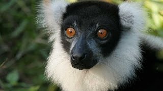 Lemurs of Madagascar HD [upl. by Donahue717]