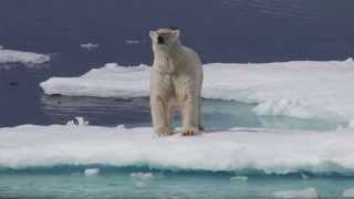 Fat Polar Bears Off Baffin Island [upl. by Ellekcir]