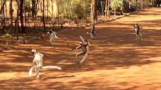 Dance of the Sifakas [upl. by Ellennaj]