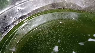 DAPHNIA MOINA CULTURE IN A SMALL BUCKET [upl. by Ecienaj]